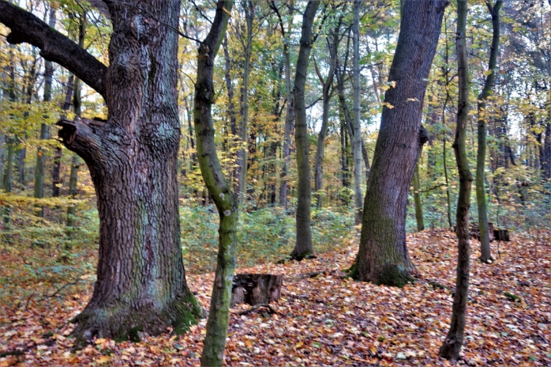 Červený Hrádek